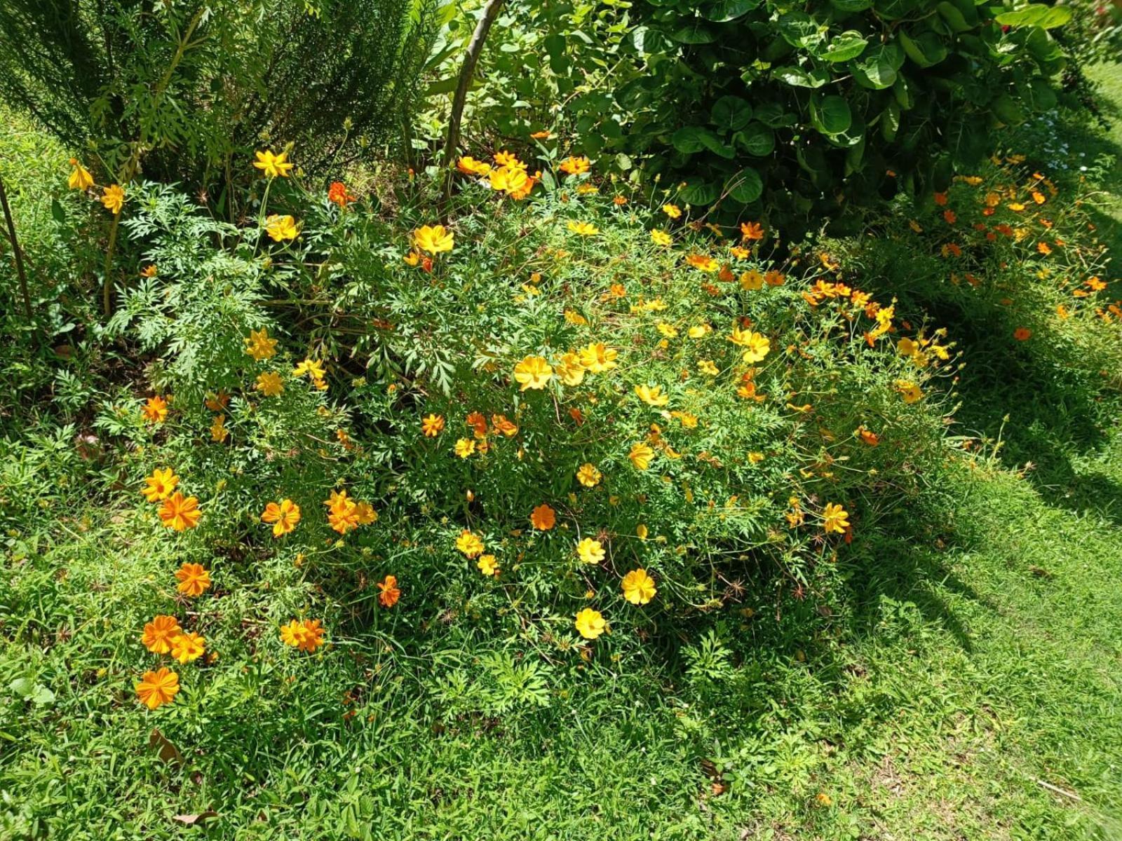 Les Gites Du Sud - O Naturel Gourbeyre Room photo